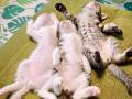 子猫たちも夏休み中　涼しいお部屋で圧倒的にだれる子猫のへそ天ポーズがかわいい