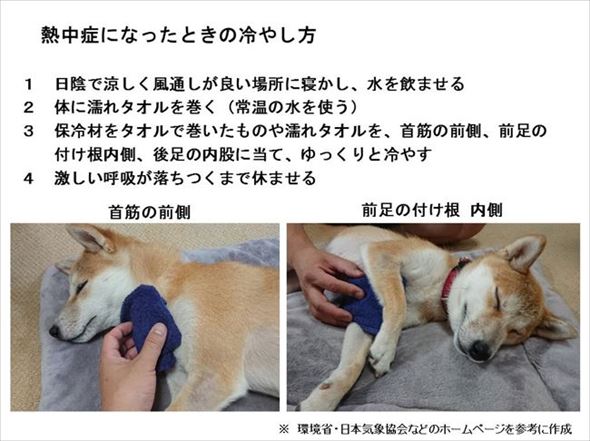 ペットの熱中症対策