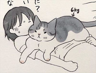 かまって欲しい猫ちゃんたち