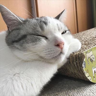 かまって欲しい猫ちゃんたち