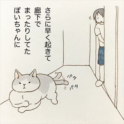 かまって欲しい猫ちゃんたち