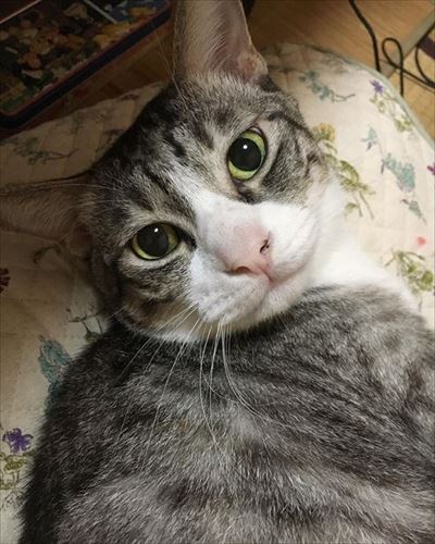 かまって欲しい猫ちゃんたち