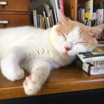 かまって欲しい猫ちゃんたち