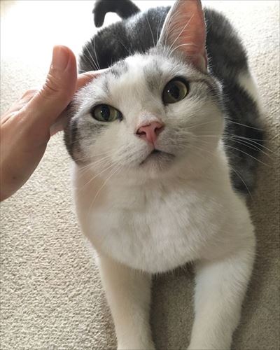 かまって欲しい猫ちゃんたち