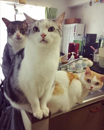 かまって欲しい猫ちゃんたち