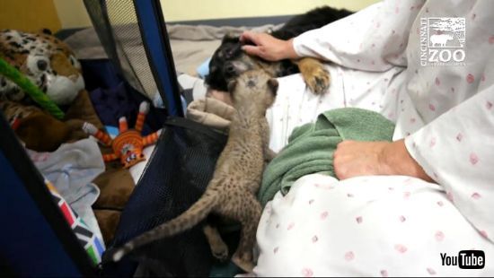 チーターとわんこ