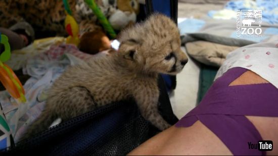 チーターとわんこ