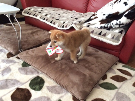 小さい頃の小春さん