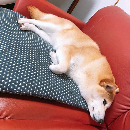 寝そべる小春さん