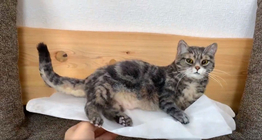 ヒナリさん