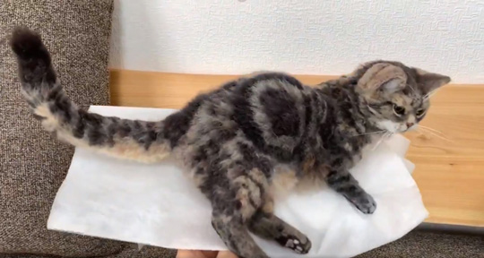 ヒナリさん