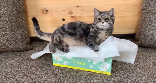 ヒナリさん