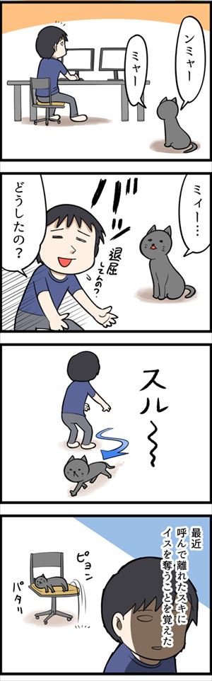 猫