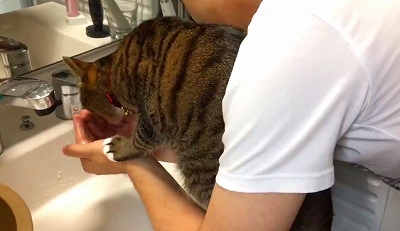 飼い主さんの洗顔を邪魔する猫