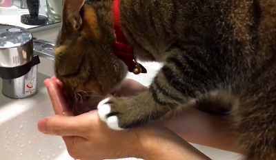 飼い主さんの洗顔を邪魔する猫