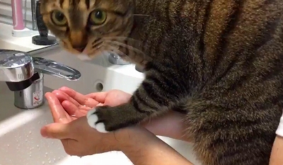 飼い主さんの洗顔を邪魔する猫
