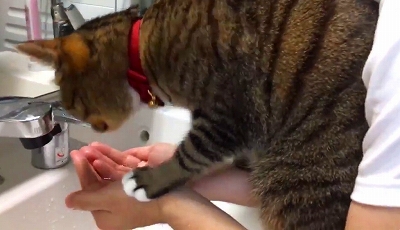 飼い主さんの洗顔を邪魔する猫