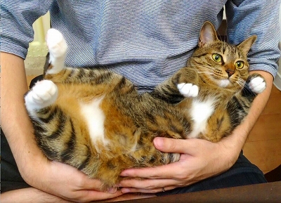 飼い主さんの洗顔を邪魔する猫