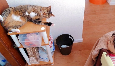 飼い主さんの洗顔を邪魔する猫