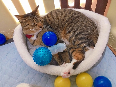 飼い主さんの洗顔を邪魔する猫