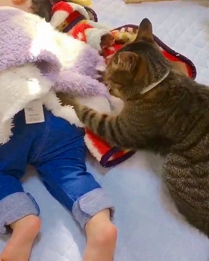 飼い主さんの洗顔を邪魔する猫