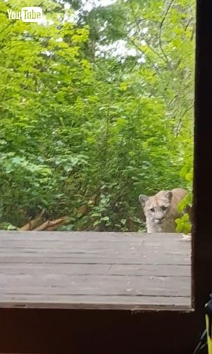 Attempts to Enter Cabin