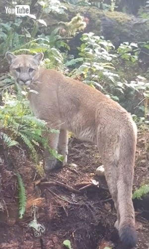 Attempts to Enter Cabin