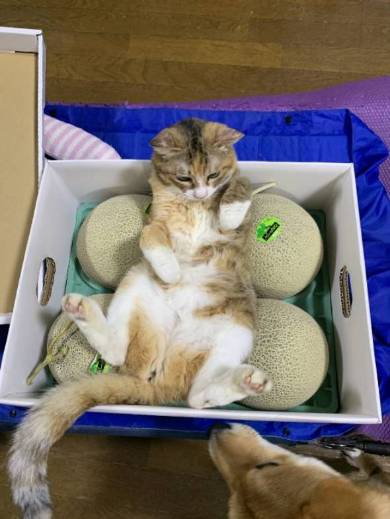 メロン くつろいでる猫