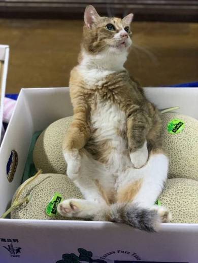 メロン くつろいでる猫