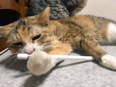 メロン くつろいでる猫