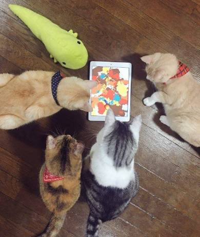 メロン くつろいでる猫