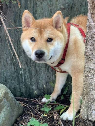 メロン くつろいでる猫