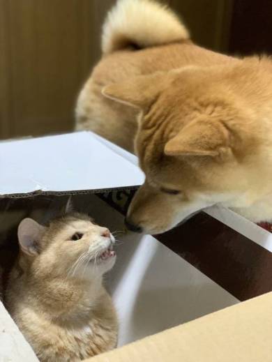 メロン くつろいでる猫