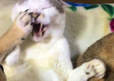 メロン くつろいでる猫