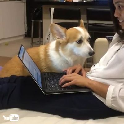 Dog won't let owner work