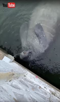 マナティ