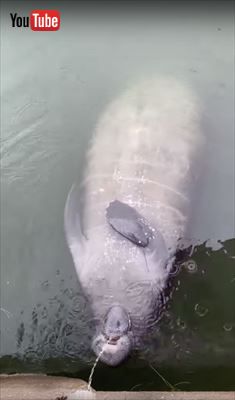 マナティ