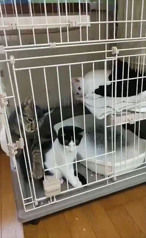 ケージから脱出する猫ちゃん