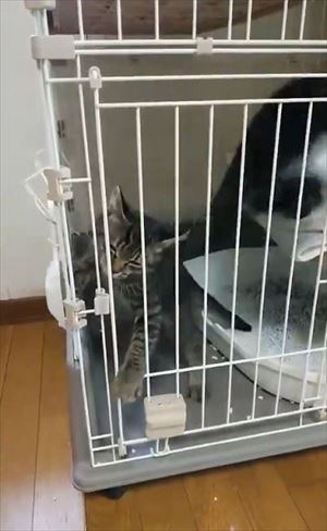 ケージから脱出する猫ちゃん