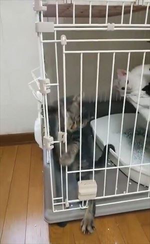 ケージから脱出する猫ちゃん