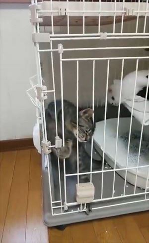 ケージから脱出する猫ちゃん