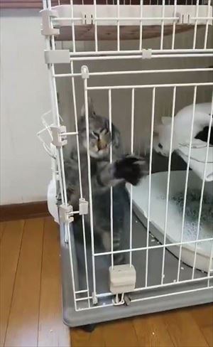 ケージから脱出する猫ちゃん