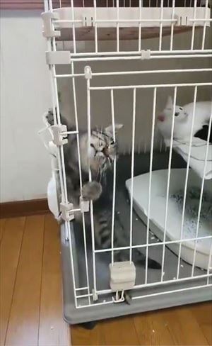 ケージから脱出する猫ちゃん