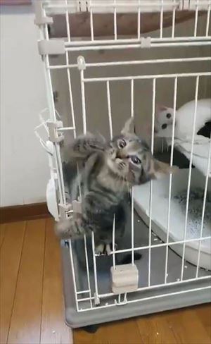 ケージから脱出する猫ちゃん