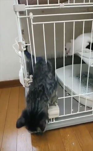 ケージから脱出する猫ちゃん