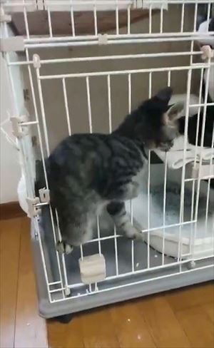 ケージから脱出する猫ちゃん