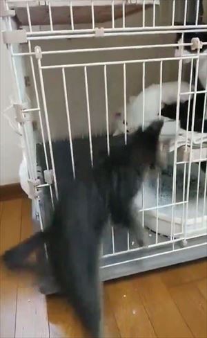 ケージから脱出する猫ちゃん