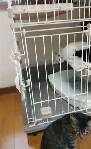 ケージから脱出する猫ちゃん