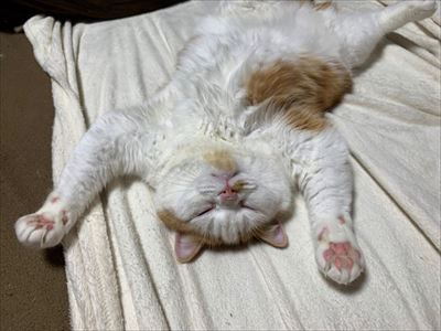 マンチカンズと仲間たち