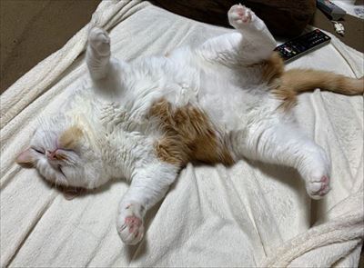 マンチカンズと仲間たち